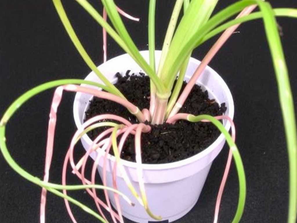 Spider Plant Stolons Propagation: Care and Rooting Methods After Cutting(1)