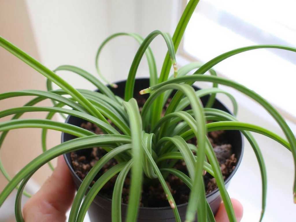 Spider Plant Runner Propagation: Moisturizing Measures for Unrooted Offshoots