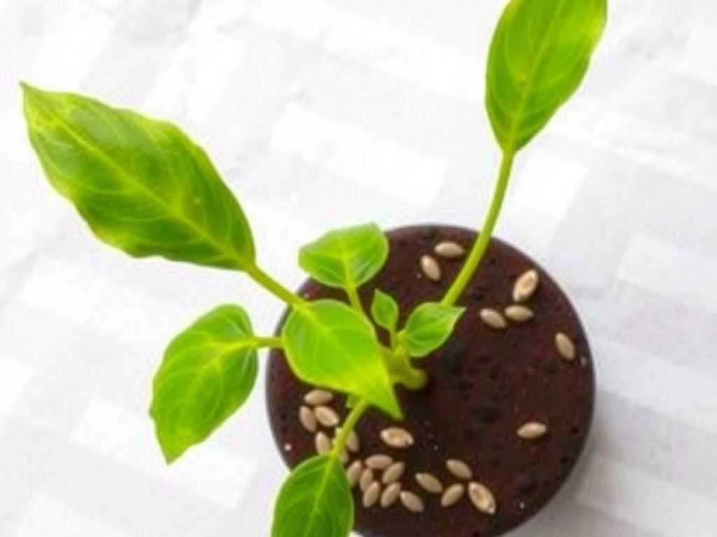 Spider Plant Seed Germination: Operation Steps for Wet Paper Towel Germination Method(1)