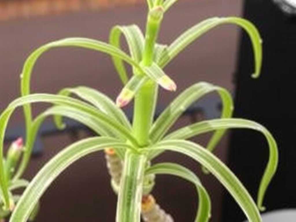 Spider Plant Division Propagation: Techniques to Avoid Fibrous Root Damage