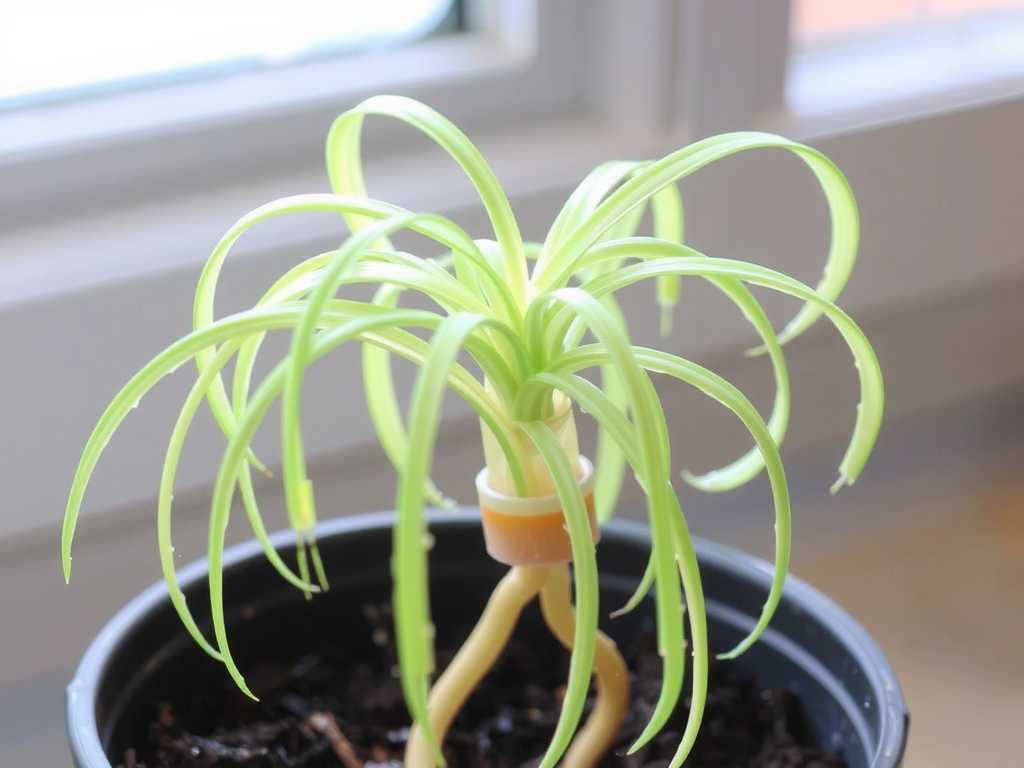 Spider Plant Runner Propagation: Watering Frequency After Offshoot Transplanting