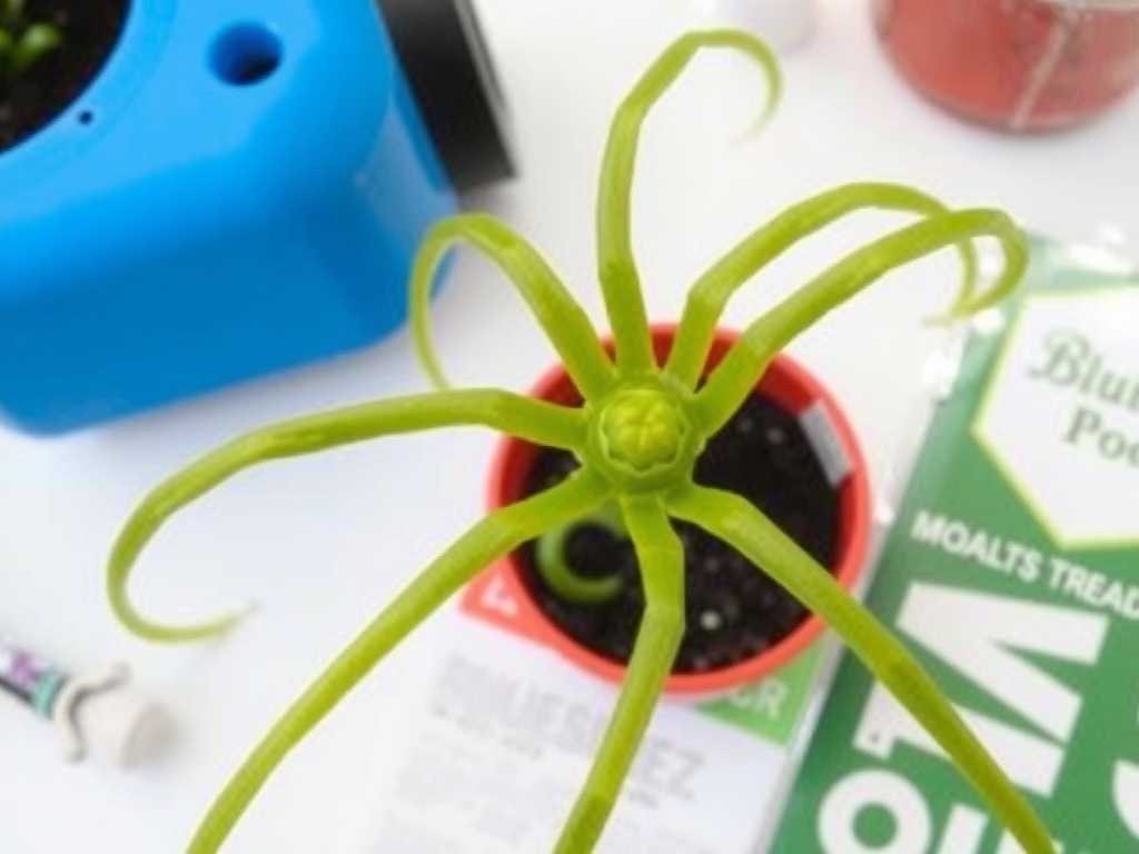 Spider Plant Propagation Humidity: Tips for Drilling Ventilation Holes When Covering with Plastic Wrap
