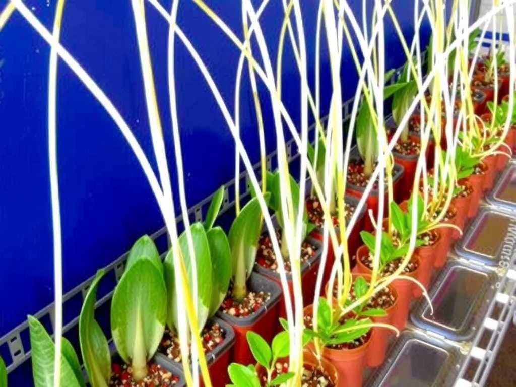 Mass Propagation of Spider Plants: Method for Batch Seedling Raising Using  Runners-SpiderCareTips, image size:1024x768