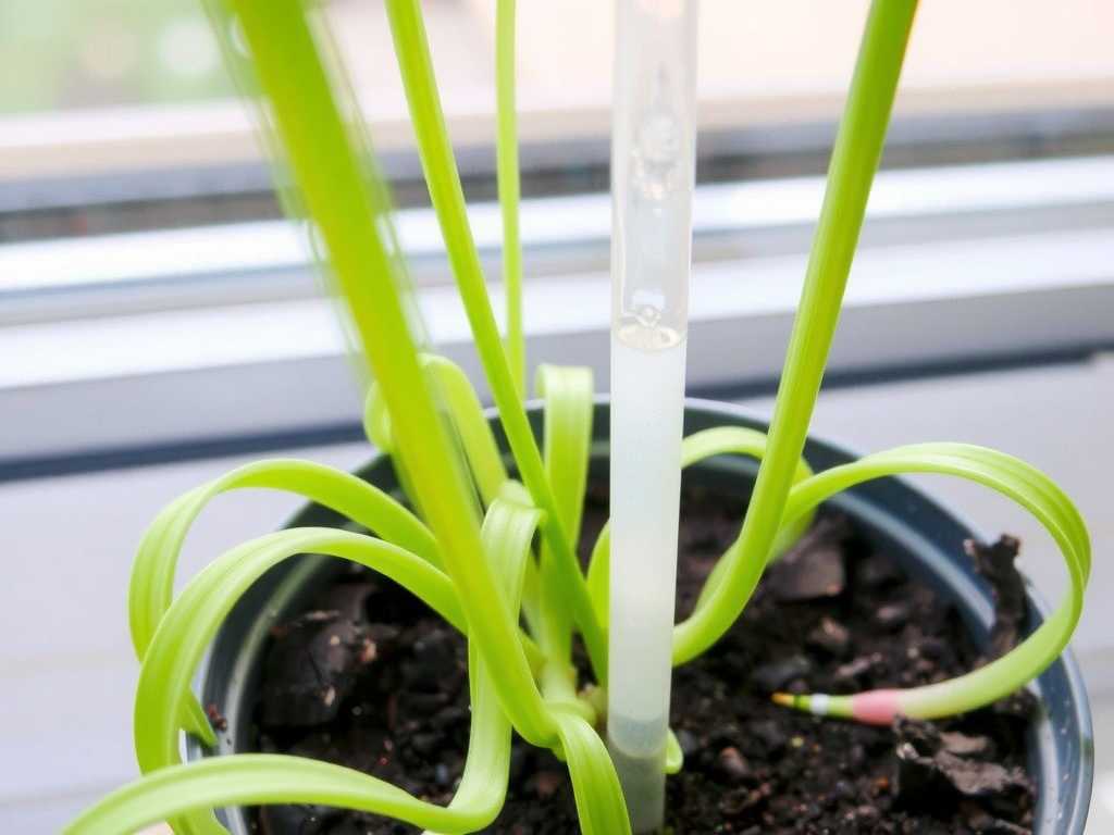Spider Plant Transition from Hydroponics to Soil Culture: Watering Control During Root Acclimatization Period