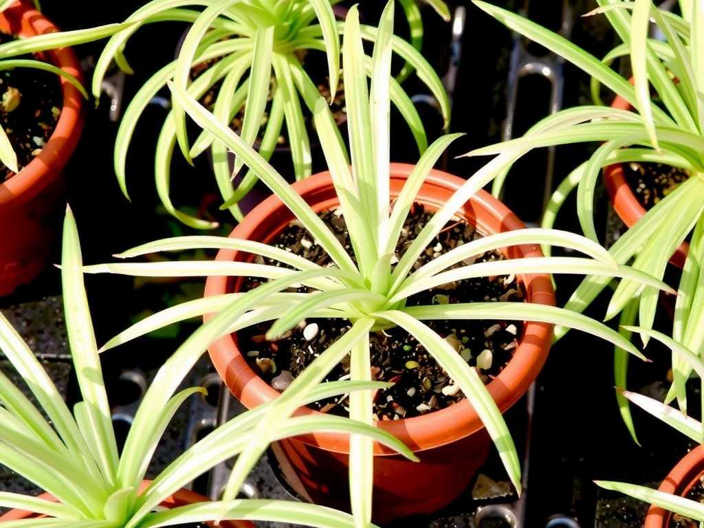 Spider Plant Post-Propagation Acclimatization: Shading Tips to Avoid Direct Sunlight(1)