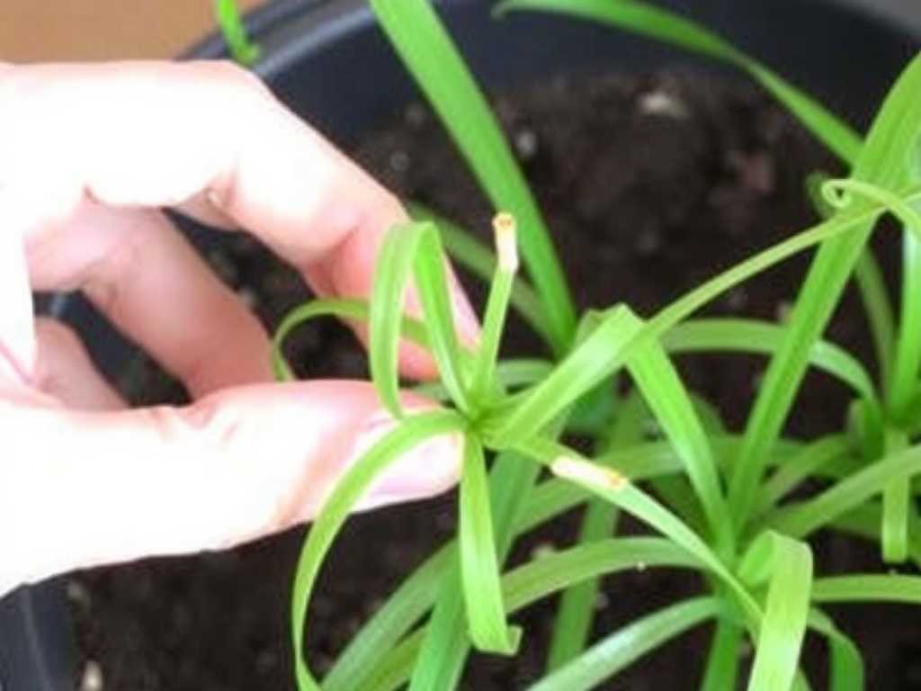 Spider Plant Seed Propagation: Disinfection Method for Seedling Soil(1)