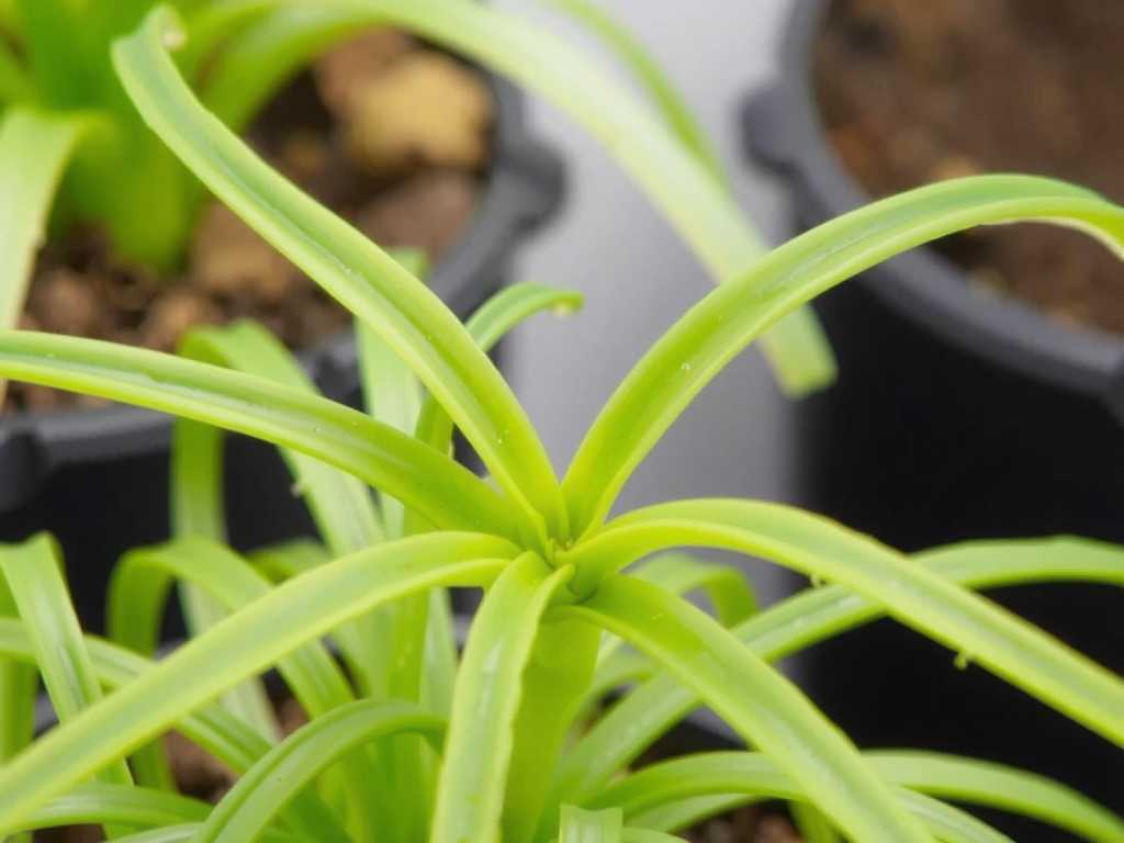 Spider Plant Cutting Propagation: Selection Tips for Bud-Bearing Cuttings
