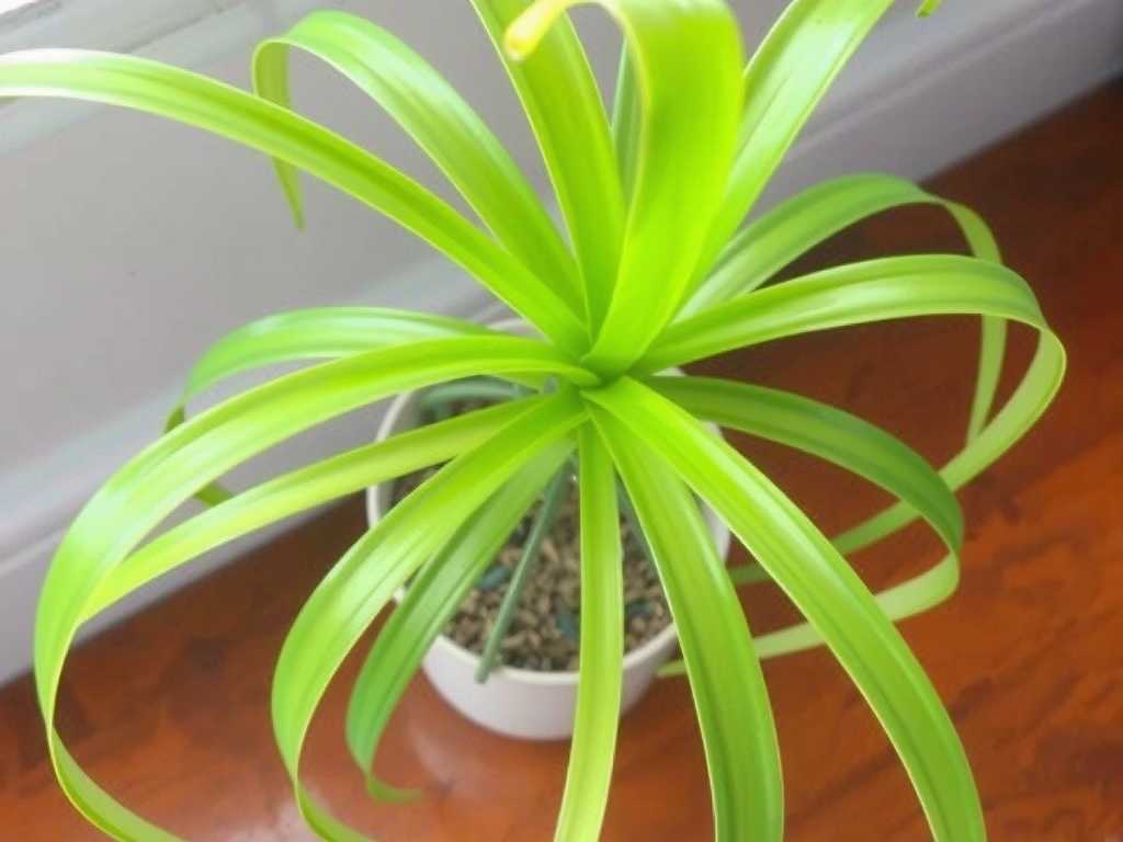 Spider Plant Runner Propagation: Troubleshooting Yellowing Leaves of Offshoots(1)