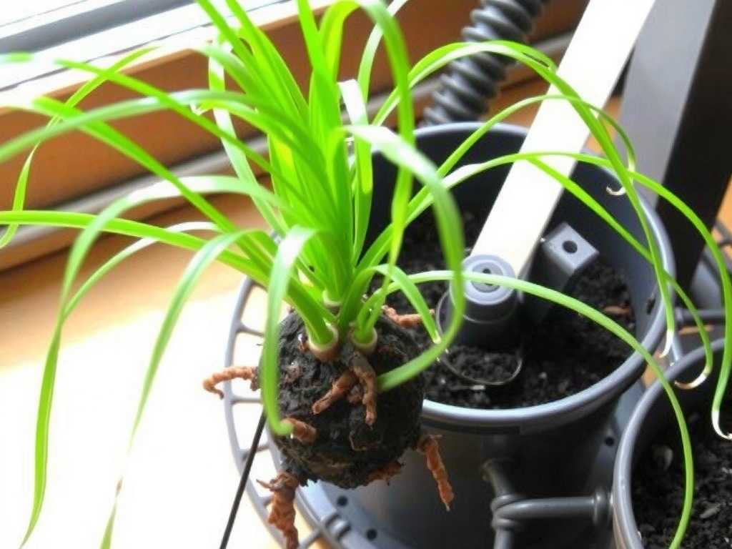 Spider Plant Hydroponic Propagation: Pruning Method for Overlong Roots