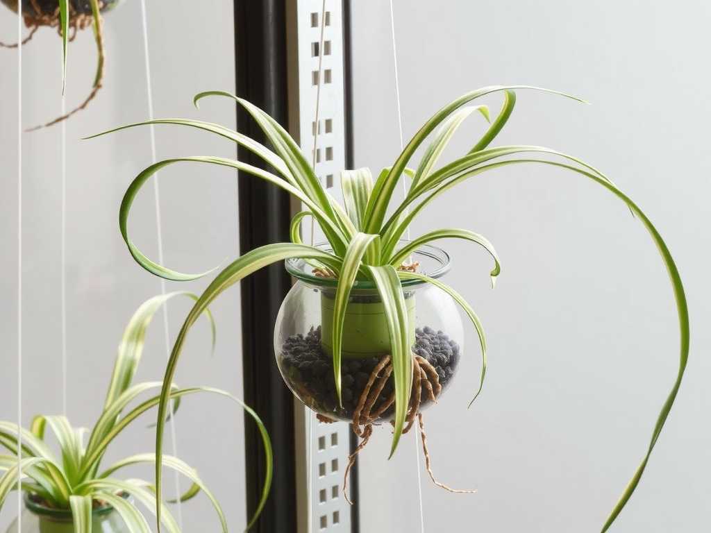 Spider Plant Hydroponic Propagation: Pruning Method for Overlong Roots