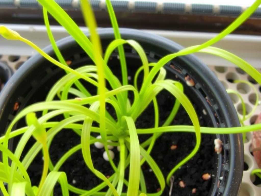 Spider Plant Runner Propagation: Techniques for Utilizing Multiple Runners