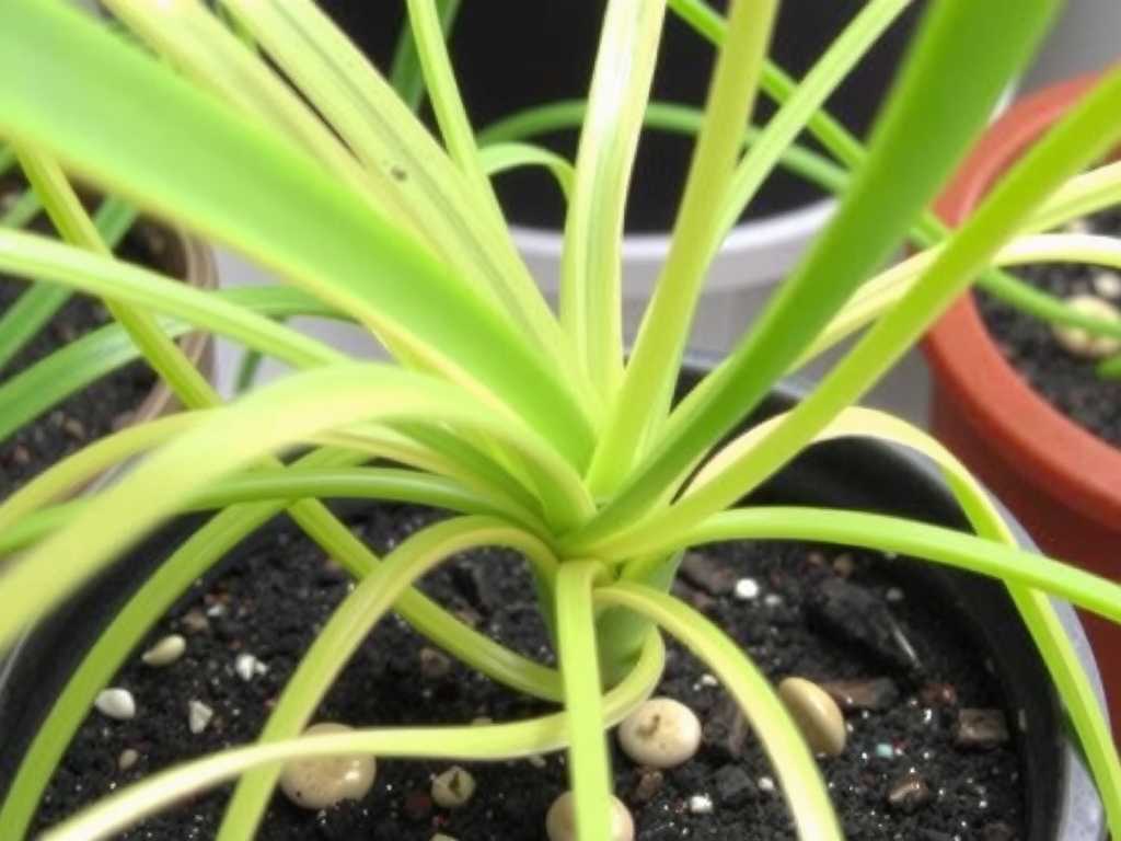 Spider Plant Stolons Propagation: Hydroponic Rooting Method After Cutting