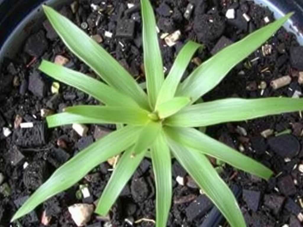 After Spider Plant Root Rot: Disinfection Treatment Method of New Soil