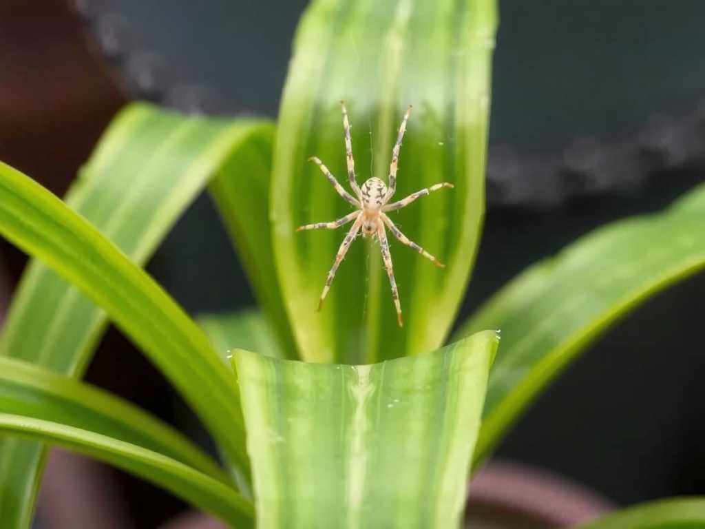 Spider Mite Infestation on Spider Plants: Usage Method and Precautions of Spiromesifen(1)