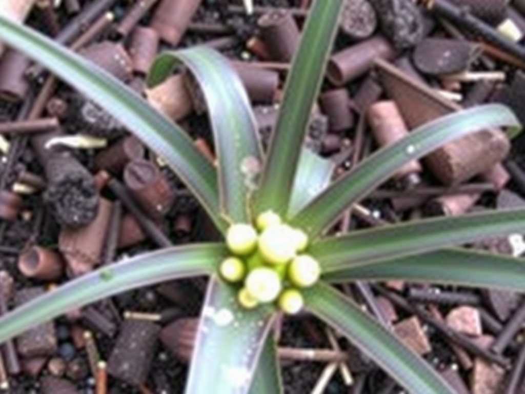 Scale Insect Eggs on Spider Plants: Thorough Method of High-Temperature Soil Disinfection(1)