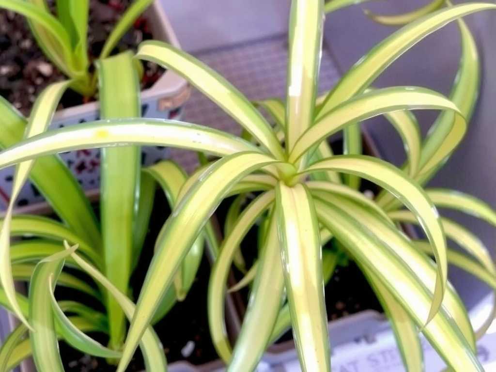 Yellowing Leaves on Spider Plants: Identification and Iron Supplementation Tips for Iron-Deficiency Chlorosis