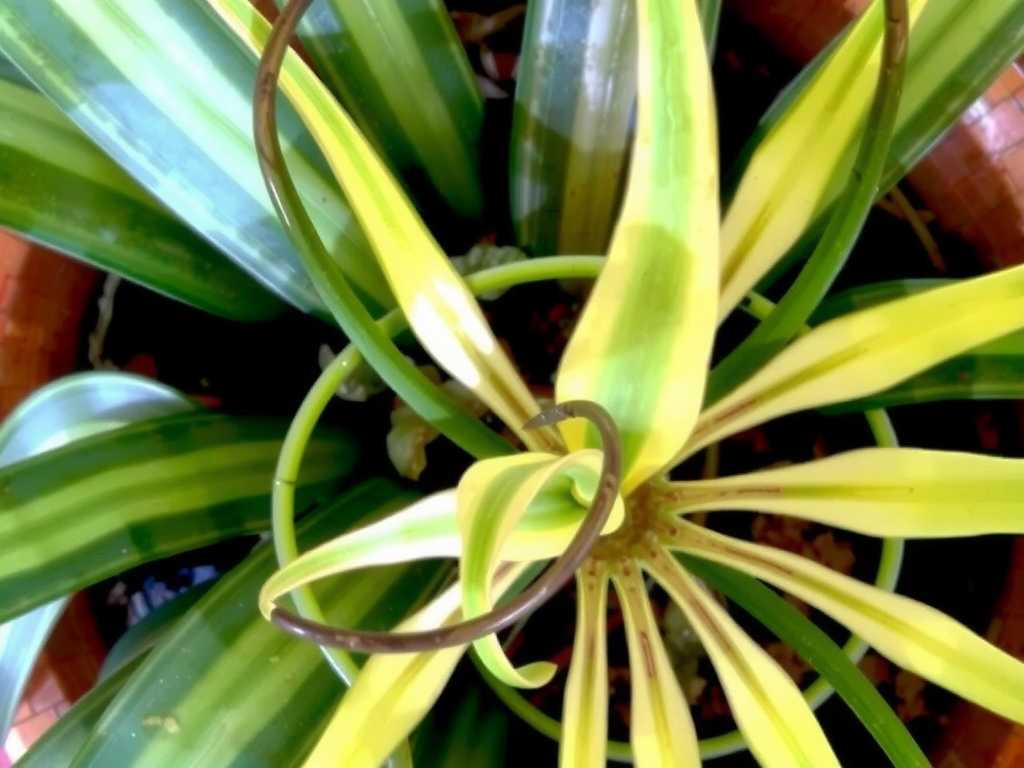 Yellowing Leaves on Spider Plants: Identification and Iron Supplementation Tips for Iron-Deficiency Chlorosis(1) Yellowing Leaves on Spider Plants: Identification and Iron Supplementation Tips for Iron-Deficiency Chlorosis(1)