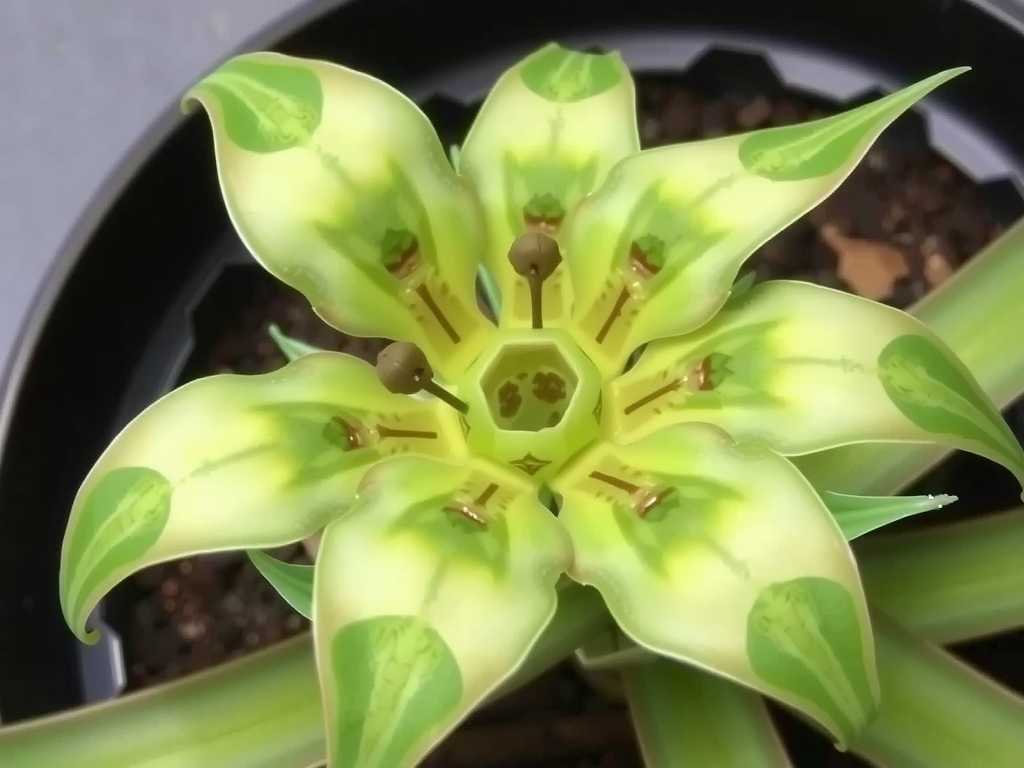 Broken Spider Plant Runners: Wound Treatment and Healing Promotion Methods