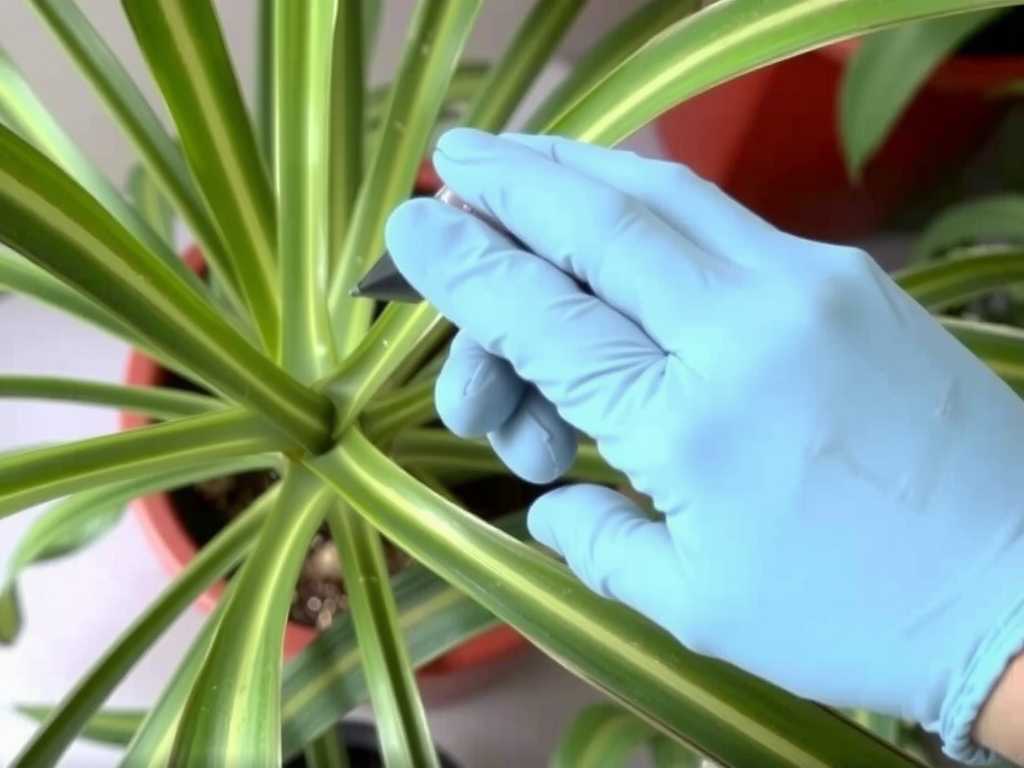 Water Stains on Spider Plant Leaves: Importance of Timely Wiping After Spraying