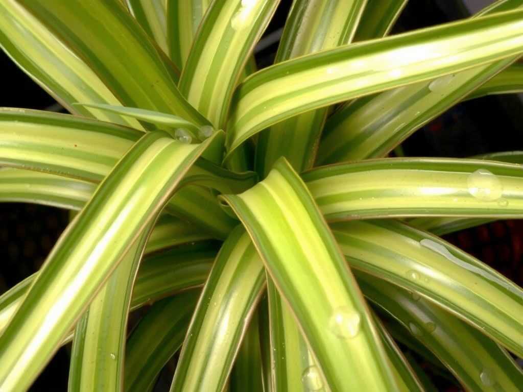 Water Stains on Spider Plant Leaves: Importance of Timely Wiping After Spraying(1)