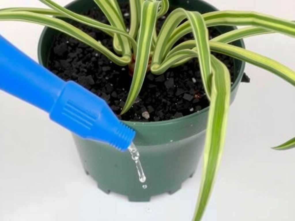 Waterlogging in Spider Plant Potting Soil: Drainage Tips of Adding Ceramsite