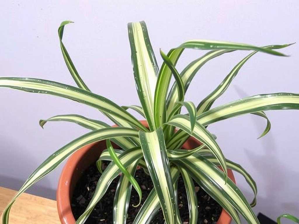 Faded Leaves on Spider Plants: Prevention and Improvement Methods for Variety Degeneration