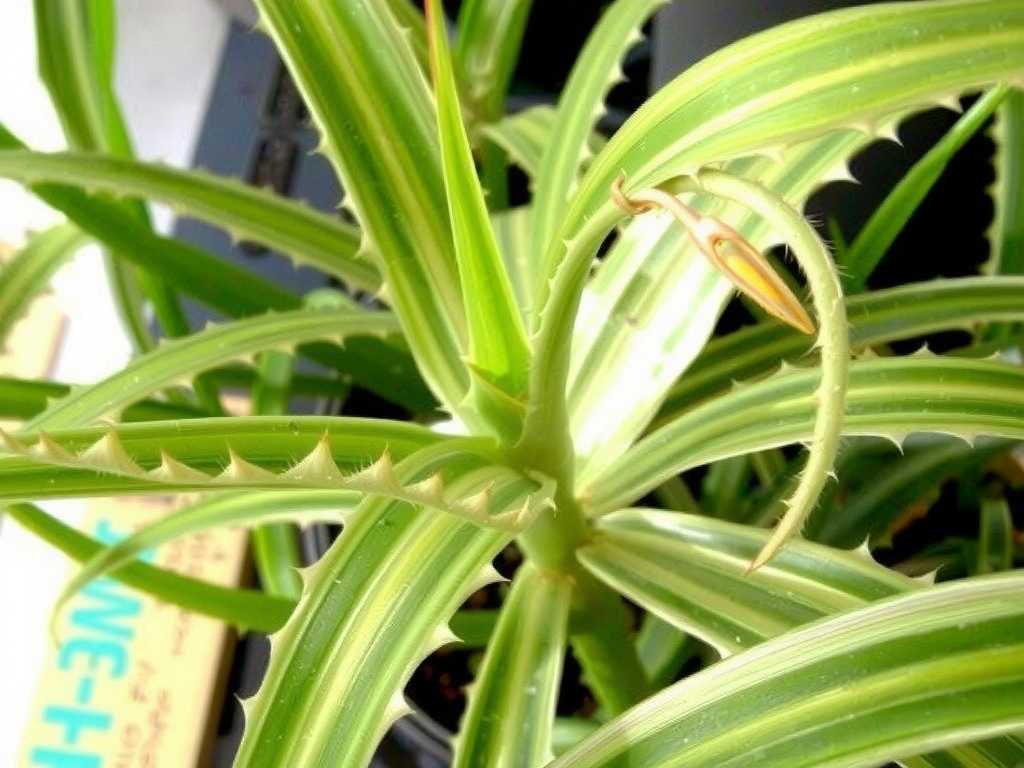 Faded Leaves on Spider Plants: Prevention and Improvement Methods for Variety Degeneration(1) Faded Leaves on Spider Plants: Prevention and Improvement Methods for Variety Degeneration(1)