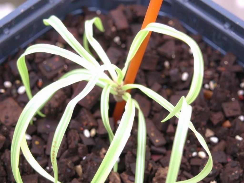 Whole Spider Plant Wilting: First Aid Measures for Root Anoxia