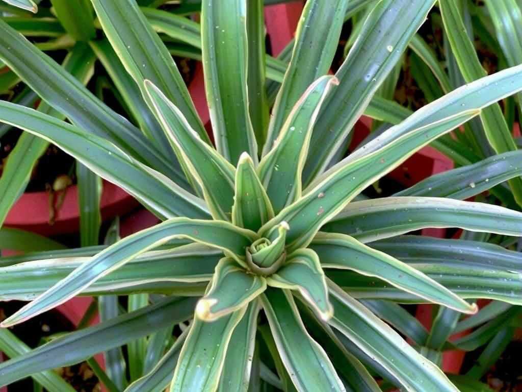 Dull Leaves on Spider Plants: Selection and Spraying Method of Foliar Fertilizer