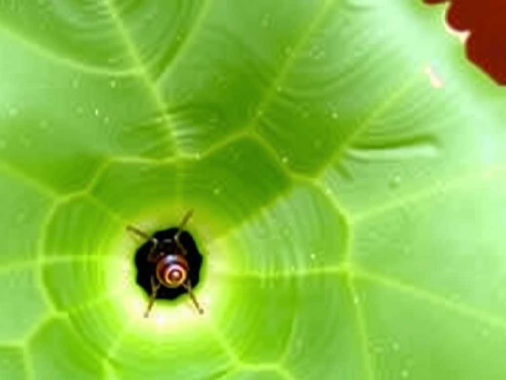 Holes in Spider Plant Leaves: Control Methods of Snails and Slugs(1) Holes in Spider Plant Leaves: Control Methods of Snails and Slugs(1)