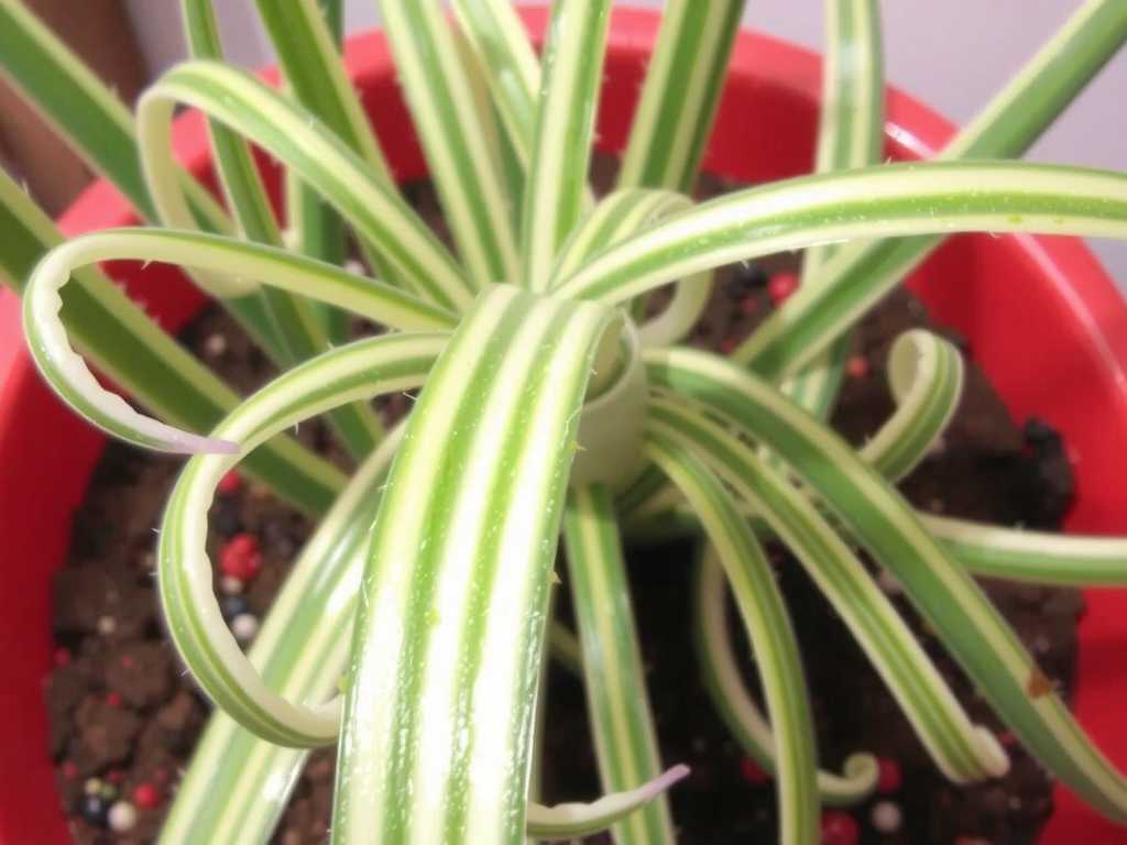Sticky Leaves on Spider Plants: Cleaning and Control of Aphid Secretions(1)