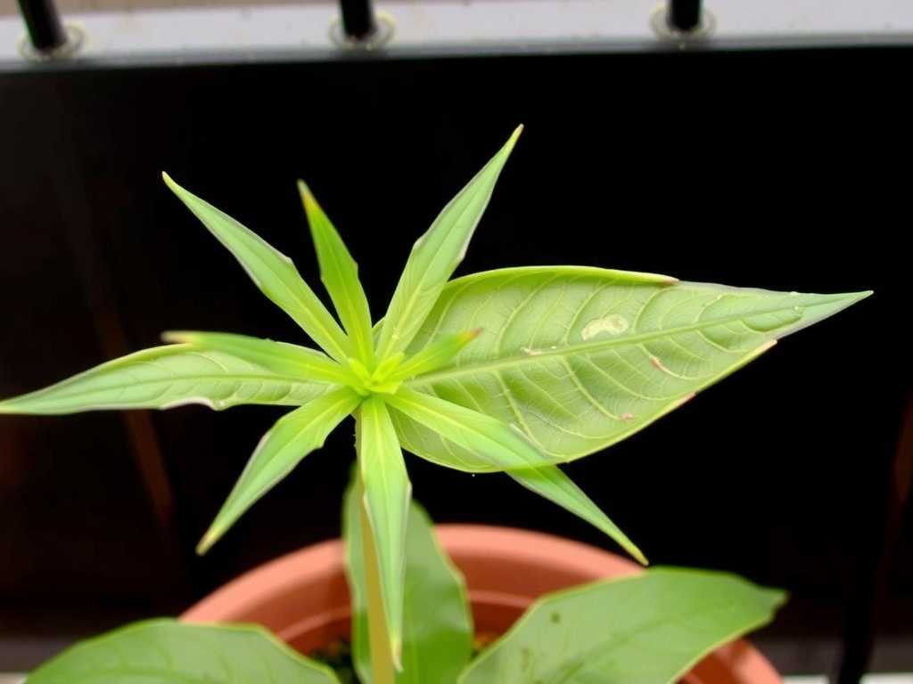 Spider Plant Leaf Spot Disease: Usage Method and Precautions of Thiophanate-Methyl