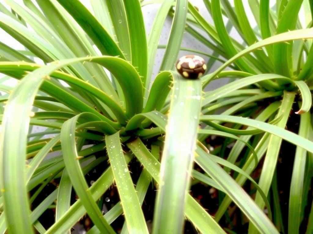 Spider Mite Infestation on Spider Plants: Physical Control Method of High-Pressure Water Gun Washing(1) Spider Mite Infestation on Spider Plants: Physical Control Method of High-Pressure Water Gun Washing(1)