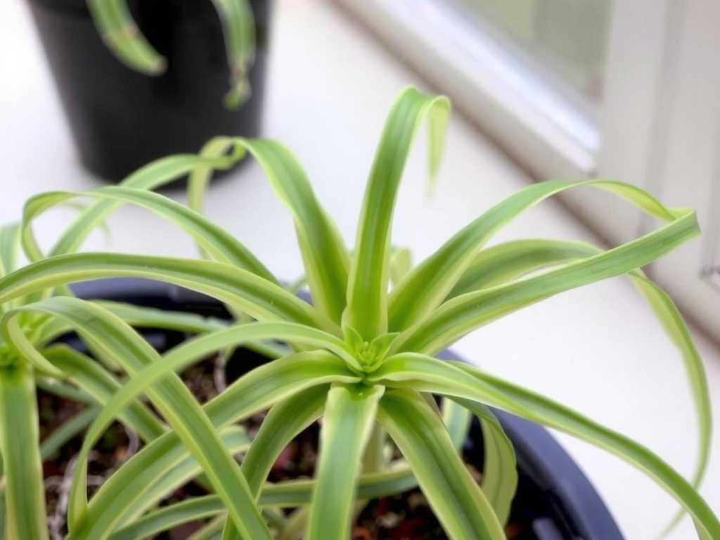 Withered Spider Plant Runners: Fertilization Method to Promote New Shoots After Pruning(1) Withered Spider Plant Runners: Fertilization Method to Promote New Shoots After Pruning(1)