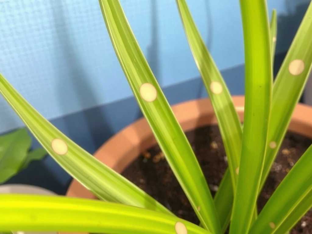 Spots on Spider Plant Leaves: Identification and Treatment of Bacterial Diseases