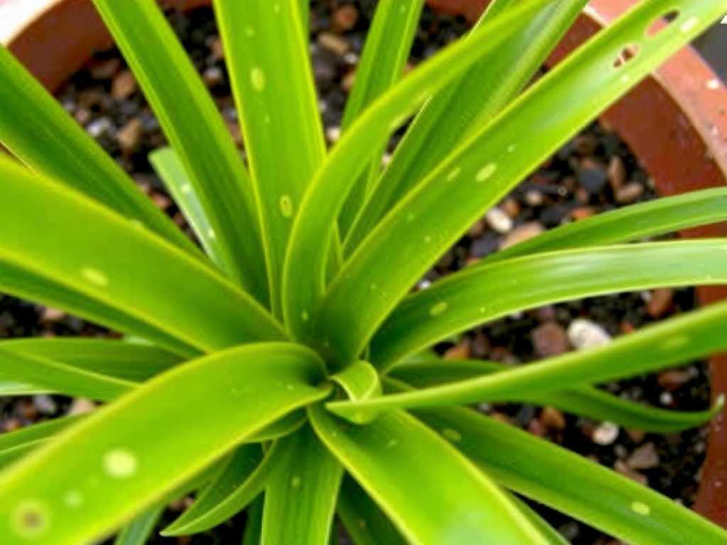 Spots on Spider Plant Leaves: Identification and Treatment of Bacterial Diseases(1) Spots on Spider Plant Leaves: Identification and Treatment of Bacterial Diseases(1)