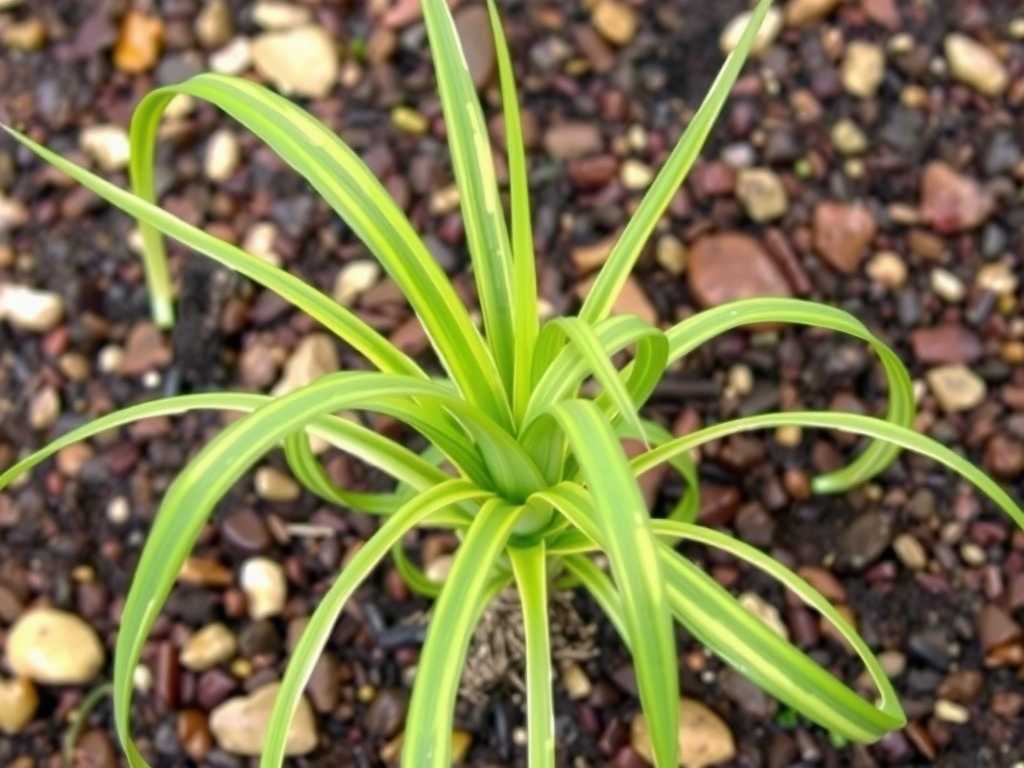 Whole Spider Plant Turning Yellow: Comprehensive Improvement Plan for Compacted Soil