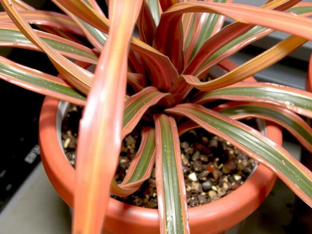 Brown and Withered Leaf Tips on Spider Plants: Correct Way to Spray Water on Leaves(1)