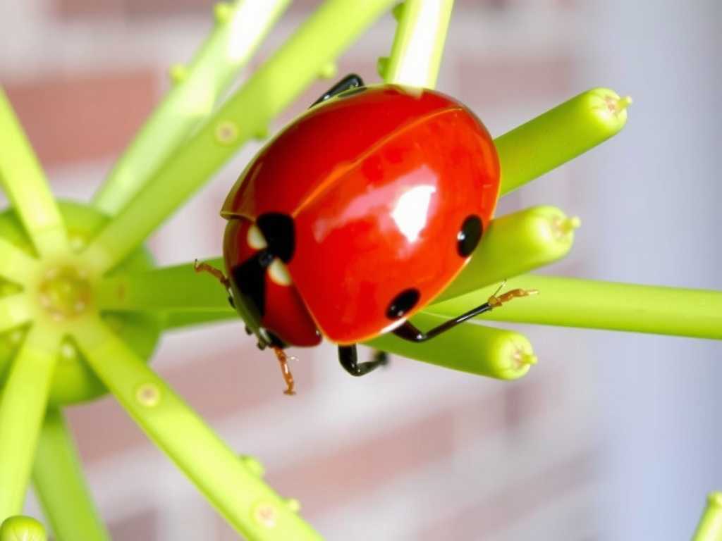 Aphid Infestation on Spider Plants: Introduction Method of Natural Enemies (Ladybugs)(1) Aphid Infestation on Spider Plants: Introduction Method of Natural Enemies (Ladybugs)(1)