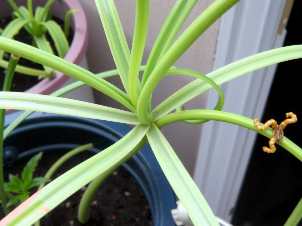 Spider Plant Stem Rot: Dilution Ratio and Usage Method of Carbendazim
