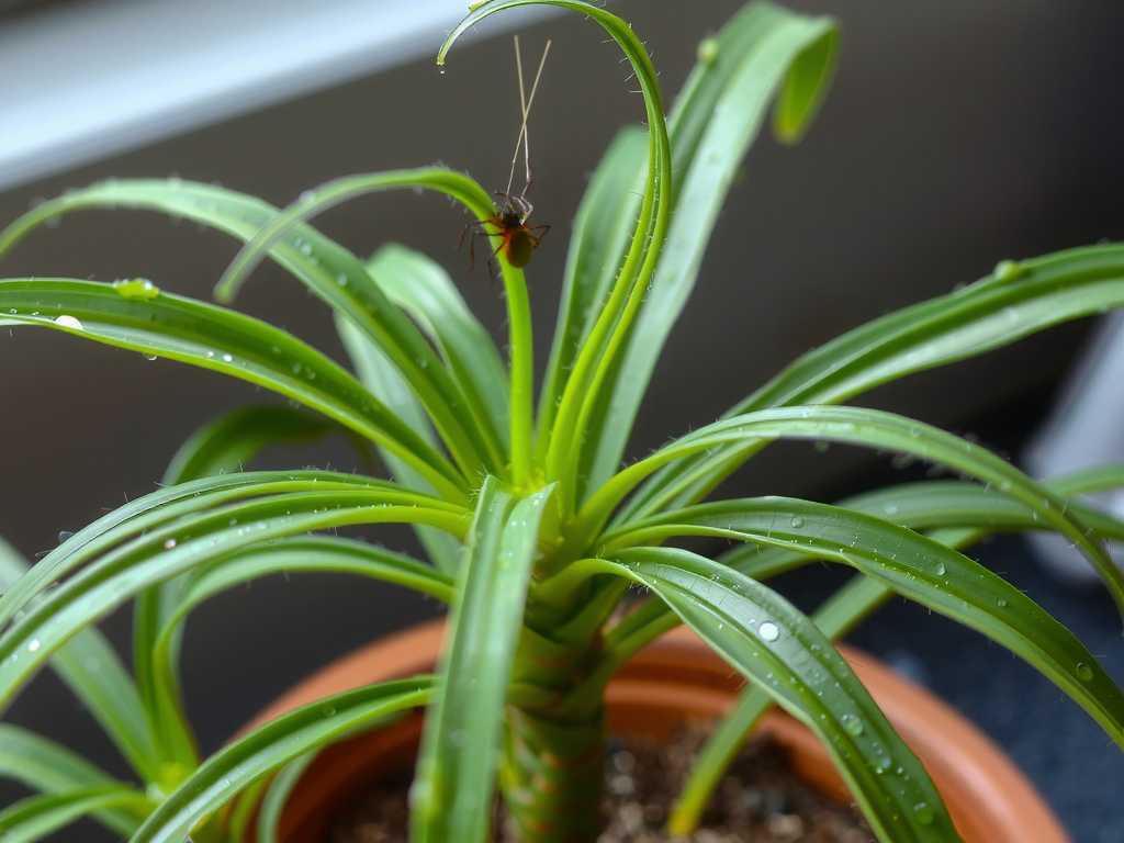 Recurrent Spider Mites on Spider Plants: Environmental Humidity Control Methods(1)