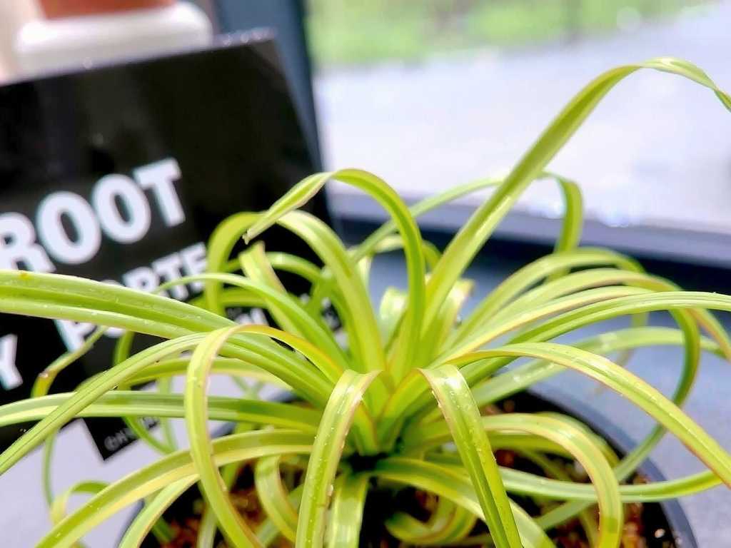 Dry Leaf Tips on Spider Plants in Winter: Impact of Heating and Countermeasures(1) Dry Leaf Tips on Spider Plants in Winter: Impact of Heating and Countermeasures(1)