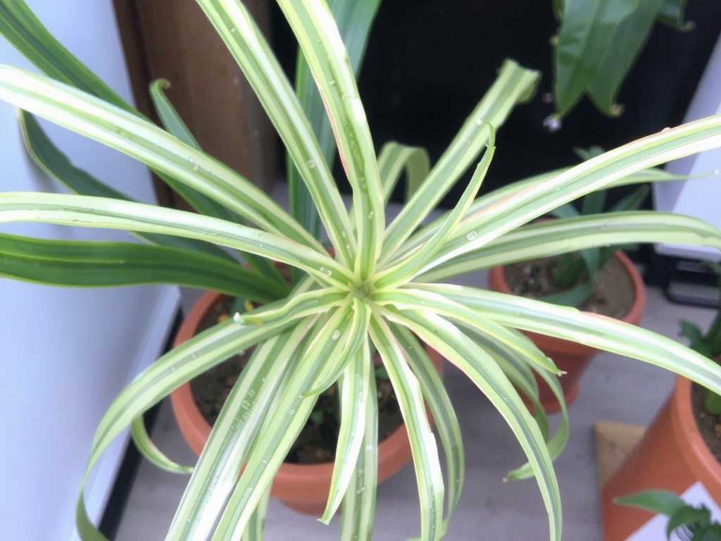 Faded Leaves on Spider Plants: Prevention Methods for Variety Degeneration