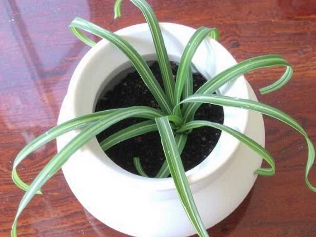 Whole Spider Plant Wilting: Troubleshooting Steps for Root Problems