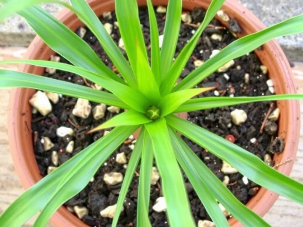 Compacted Spider Plant Potting Soil: Improvement Effect of Adding Coconut Coir(1) Compacted Spider Plant Potting Soil: Improvement Effect of Adding Coconut Coir(1)