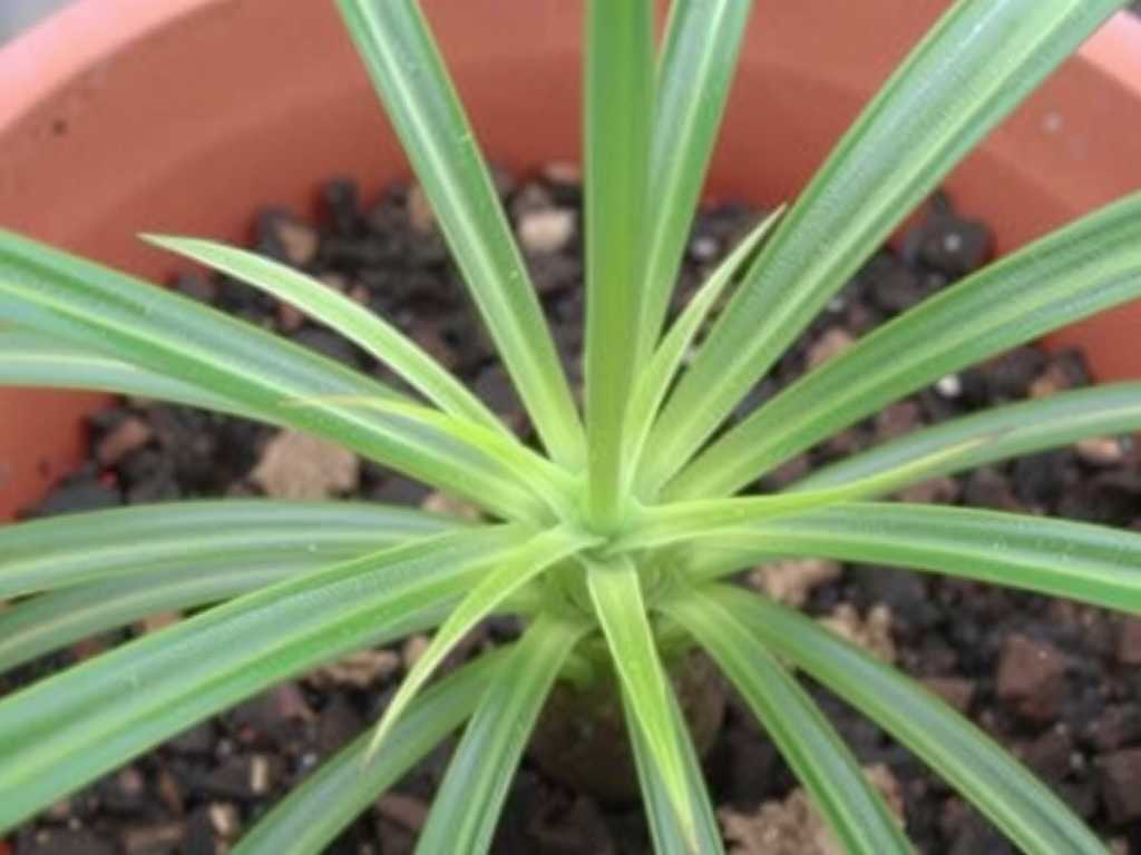 Pests in Spider Plant Potting Soil: Selection of Natural Insecticides