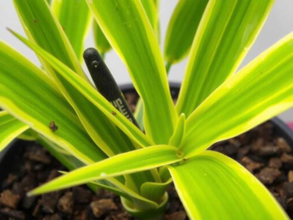 Mold on Spider Plant Leaf Undersides: Ventilation and Dehumidification Treatment Tips