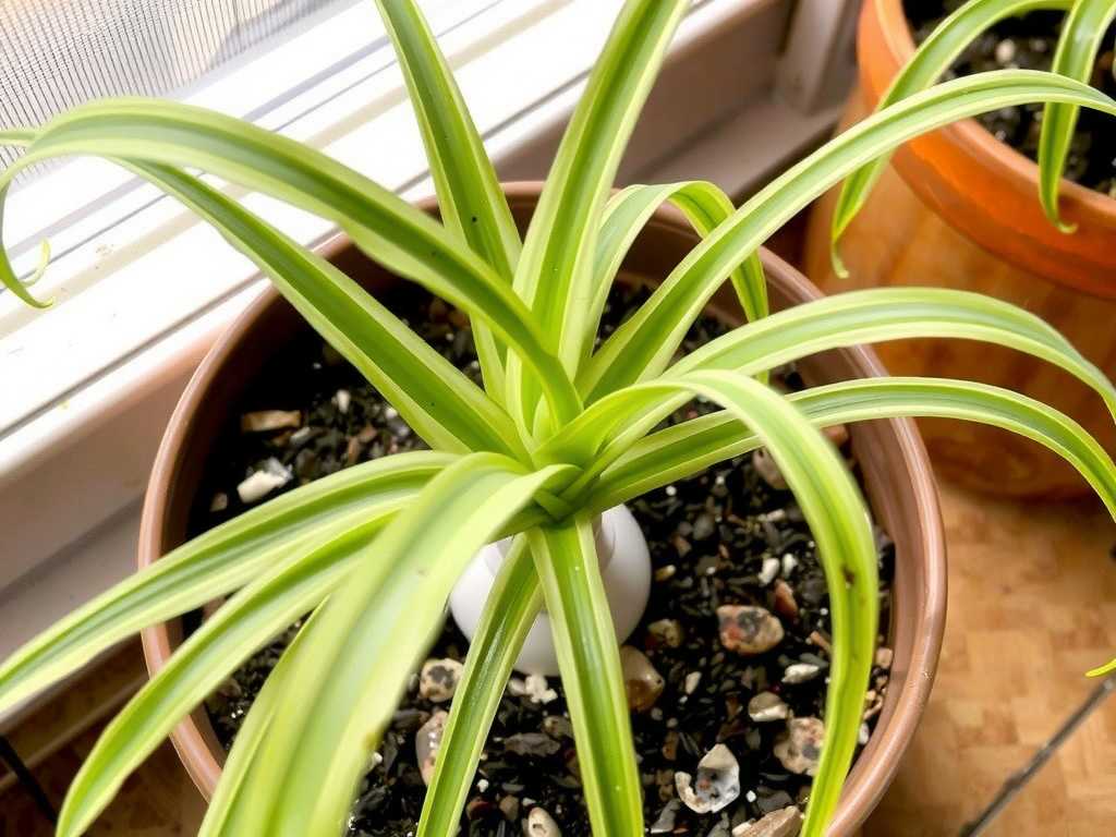 Spider Plant Leaves Wilting: Is It Due to Low Temperature or Lack of Fertilizer?
