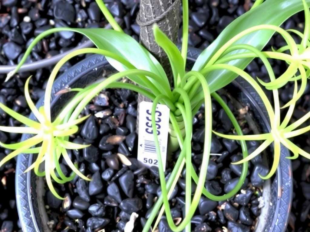 Trailing Spider Plant Care: Pruning & Shaping Overlong Runners