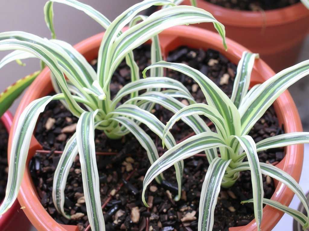 Post-Propagation Care for Variegated Silver-Edge Spider Plants: Tips to Avoid Variegation Degeneration